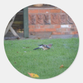 Vlaamse gaai ronde sticker