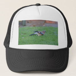 Vlaamse gaai trucker pet