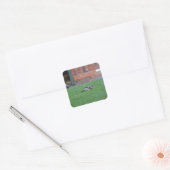 Vlaamse gaai vierkante sticker (Envelop)