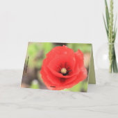 Vlaanderen veldt papaver foto en gedicht kaart (Achterkant)