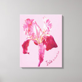 Vlag Iris rood en roze gekleurd boxed canvas Afdruk