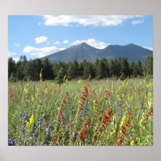 Vlagerplanten Poster (Voorkant)