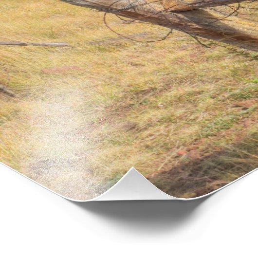 Vlaggenweide Foto Afdruk (Hoek)