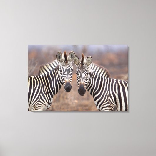 Vlakke zebra's, Kruger Nationaal Park Canvas Afdruk (Voorkant)