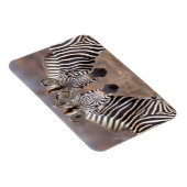 Vlakke zebra's, Kruger Nationaal Park Magneet (Rechterzijde)
