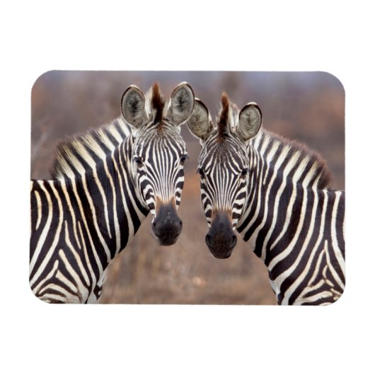 Vlakke zebra's, Kruger Nationaal Park Magneet (Horizontaal)