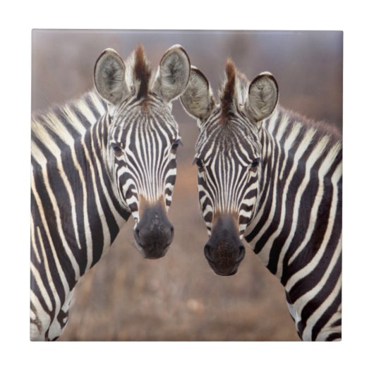 Vlakke zebra's, Kruger Nationaal Park Tegeltje (Voorkant)