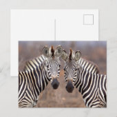 Vlakke zebra's, Kruger National Park Briefkaart (Voorkant / Achterkant)
