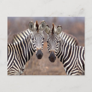 Vlakke zebra's, Kruger National Park Briefkaart