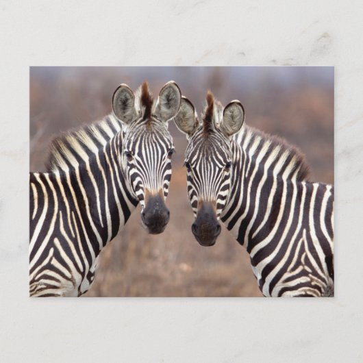 Vlakke zebra's, Kruger National Park Briefkaart (Voorkant)