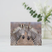 Vlakke zebra's, Kruger National Park Briefkaart (Staand voorkant)
