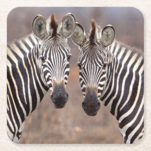 Vlakte zebra's, Kruger Nationaal Park Kartonnen Onderzetters