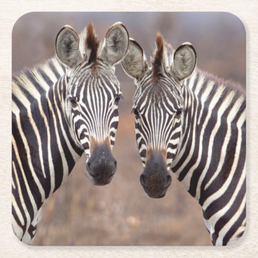 Vlakte zebra's, Kruger Nationaal Park Kartonnen Onderzetters (Voorkant)