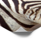 Vlakte zebra's, Kruger Nationaal Park Poster (Hoek)