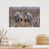 Vlakte zebra's, Kruger Nationaal Park Poster (Keuken)