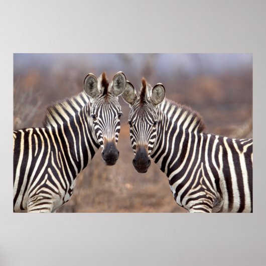 Vlakte zebra's, Kruger Nationaal Park Poster (Voorkant)