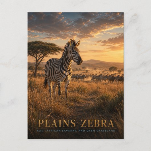 Vlaktezebra Oost-Afrikaanse savanne DIEREN Briefkaart (Voorkant)