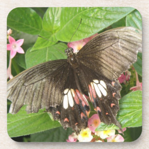 Vlakvleugelvlinder Macro Kurken Onderzetters