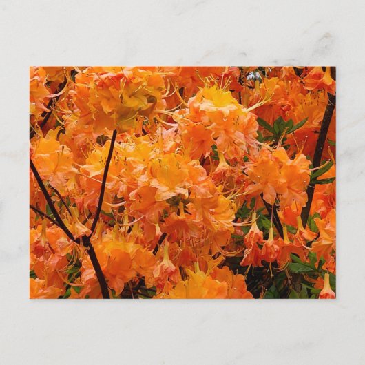 Vlam Azalea Bloemen Briefkaart (Voorkant)