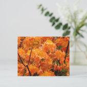 Vlam Azalea Bloemen Briefkaart (Staand voorkant)