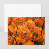 Vlam Azalea Bloemen Briefkaart (Voorkant / Achterkant)