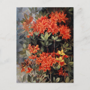  vlam Azalea Red Flowers Floral Garden Briefkaart
