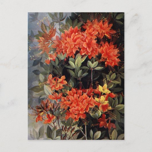  vlam Azalea Red Flowers Floral Garden Briefkaart (Voorkant)