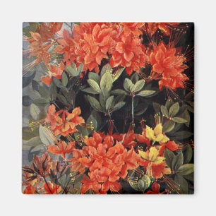 vlam Azalea Red Flowers Floral Garden Magneet