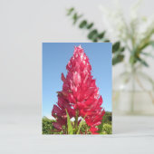 Vlambloem (verticaal) briefkaart (Staand voorkant)