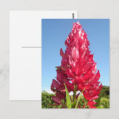 Vlambloem (verticaal) briefkaart (Voorkant / Achterkant)