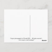 Vlambloem (verticaal) briefkaart (Achterkant)
