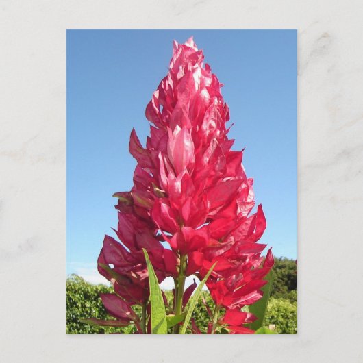 Vlambloem (verticaal) briefkaart (Voorkant)