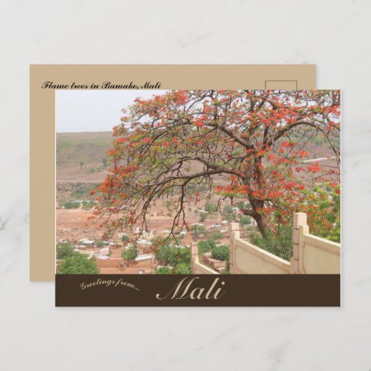 Vlambomen in Bamako Mali Briefkaart (Voorkant / Achterkant)