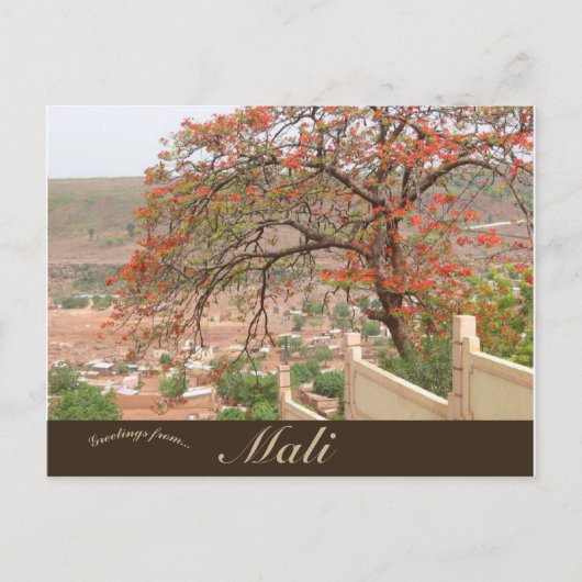 Vlambomen in Bamako Mali Briefkaart (Voorkant)