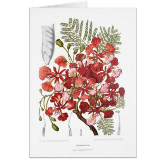 Vlamboom (Delonix regia)