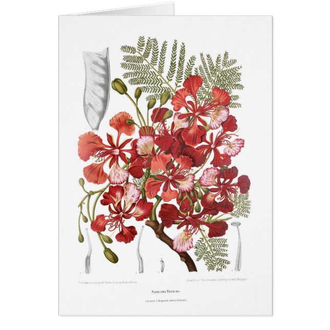 Vlamboom (Delonix regia) (Voorkant)