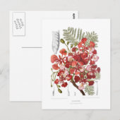 Vlamboom (Delonix regia) Briefkaart (Voorkant / Achterkant)