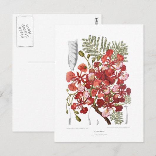 Vlamboom (Delonix regia) Briefkaart (Voorkant / Achterkant)