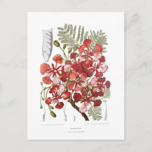 Vlamboom (Delonix regia) Briefkaart