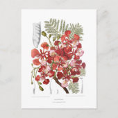 Vlamboom (Delonix regia) Briefkaart (Voorkant)