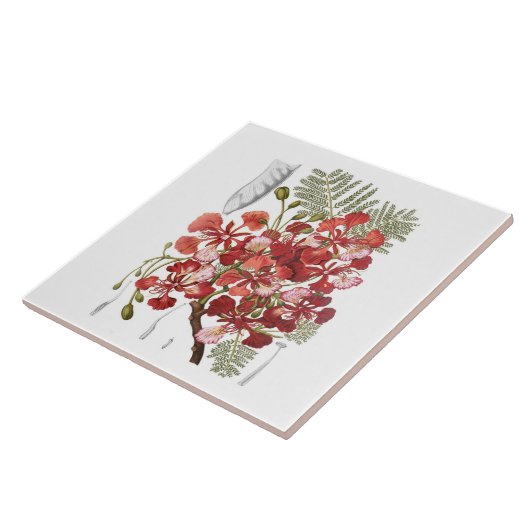 Vlamboom (Delonix regia) Tegeltje (Zijkant)