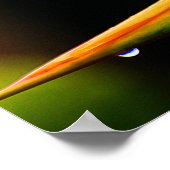 Vlamboyante vogel van de Paradise Vloer Poster (Hoek)