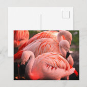 Vlamingoenen Briefkaart (Voorkant / Achterkant)