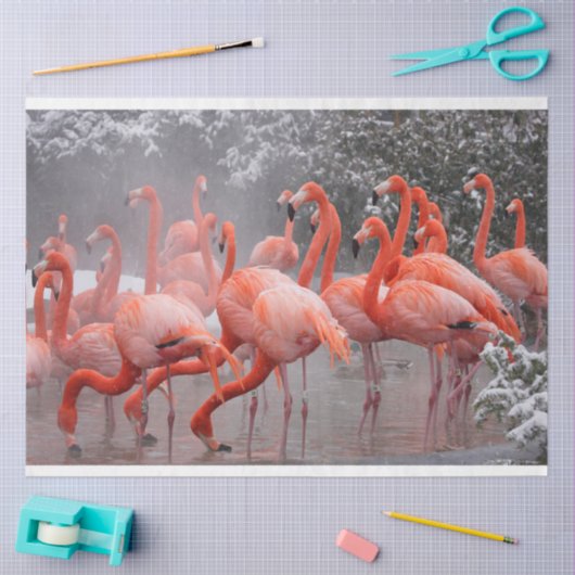 Vlamingoenen in het sneeuwcadeautje tissuepapier (Craft)