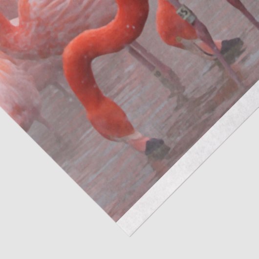 Vlamingoenen in het sneeuwcadeautje tissuepapier (Detail)