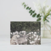 Vlamingoenen in vrije tijd briefkaart (Staand voorkant)