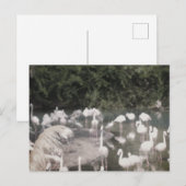 Vlamingoenen in vrije tijd briefkaart (Voorkant / Achterkant)