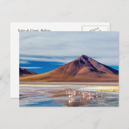 Vlamingoes Briefkaart (Voorkant / Achterkant)