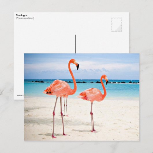 Vlamingos op het strand briefkaart (Voorkant / Achterkant)