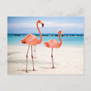 Vlamingos op het strand briefkaart